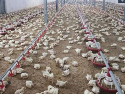 جوجه‌ریزی در واحدهای مرغ گوشتی لرستان ۱۵ درصد افزایش یافت