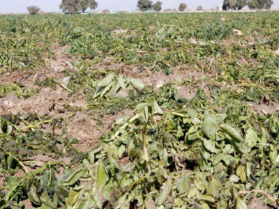 خسارت شدید باران به مزارع بادمجان در کمیز رودان