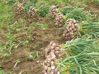 پیش‌بینی تولید ۸ هزار تن سیر در آذربایجان شرقی در سال زراعی جاری