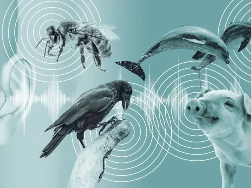 در مسیر تحقق یک آرزوی دیرینه؛ هوش مصنوعی می‌خواهد گفتگو با حیوانات را ممکن کند