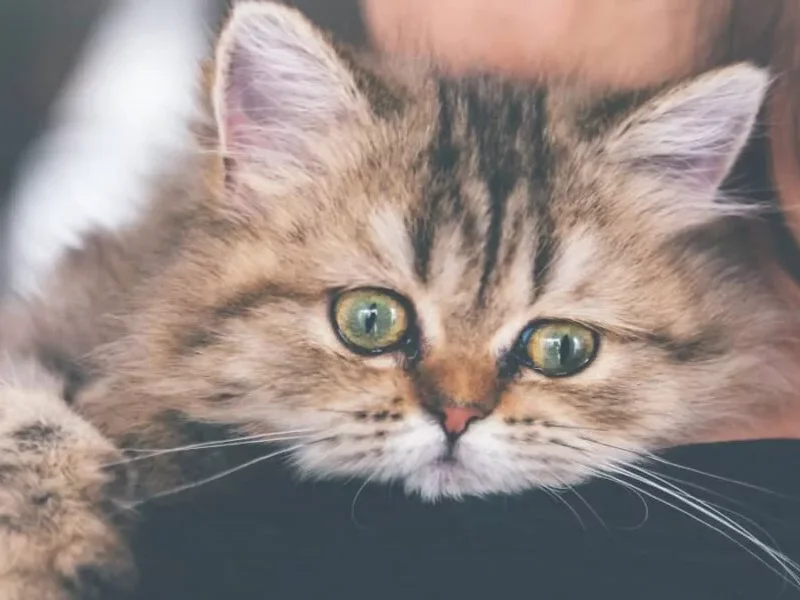 ساخت گردنبند مجهز به هوش مصنوعی که استرس گربه‌ها را تشخیص می‌دهد