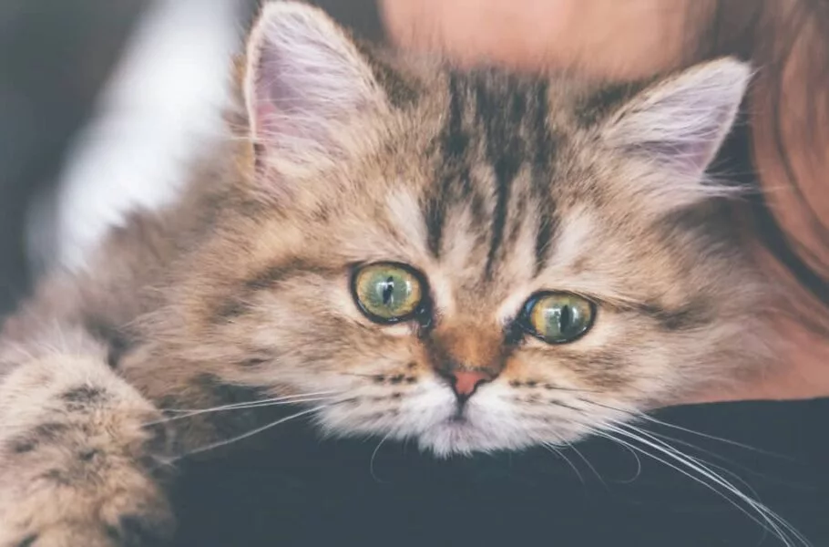 ساخت گردنبند مجهز به هوش مصنوعی که استرس گربهها را تشخیص میدهد