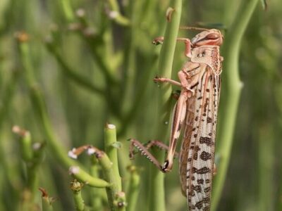 آغاز فعالیت ملخ ها در ۳هزار هکتار از اراضی کشاورزی کهگیلویه و بویراحمد