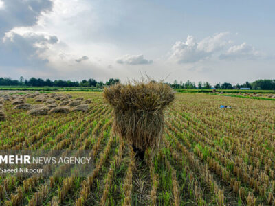 اجرای طرح جهش تولید در ۴۰۰۰ هکتار از شالیزارهای مازندران