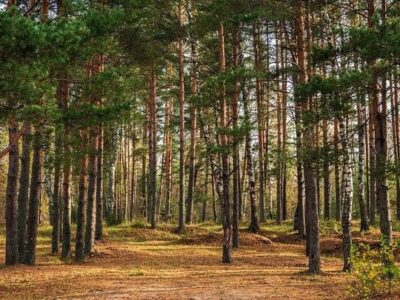 احیای بیش از ۱.۳ میلیون هکتار جنگل در روسیه