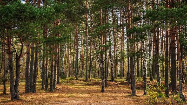 احیای بیش از ۱.۳ میلیون هکتار جنگل در روسیه