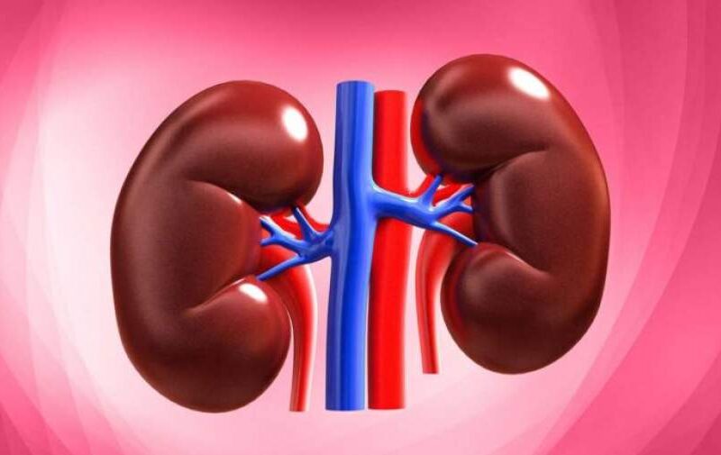 استرس چگونه بر عملکرد و سلامت کلیه‌های انسان تأثیر می‌گذارد؟