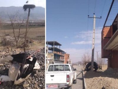 برخورد لک‌لک مهاجر با سیم برق در مریوان جان پرنده را گرفت