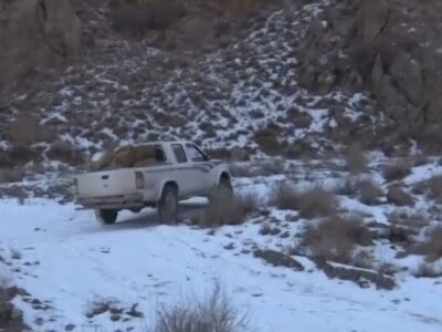 توزیع علوفه توسط محیط‌بانان دامغانی