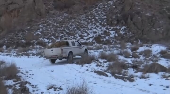 توزیع علوفه توسط محیط‌بانان دامغانی