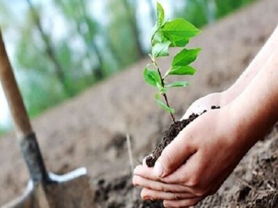 توزیع ۴۰۰ اصله نهال رایگان بین نمازگزارن شهرستان رودان
