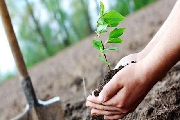 توزیع ۴۰۰ اصله نهال رایگان بین نمازگزارن شهرستان رودان