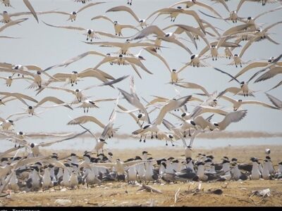 دیر و نخیلو؛ روایت بکر از زادآوری پرندگان در حساس‌ترین زیستگاه ایران