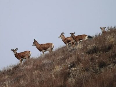 رشد ۶ درصدی جمعیت علفخواران شاخص در استان تهران