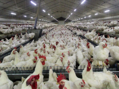 روایت فعالان دام و طیور خراسان جنوبی از چالش نقدینگی و هزینه‌های تولید