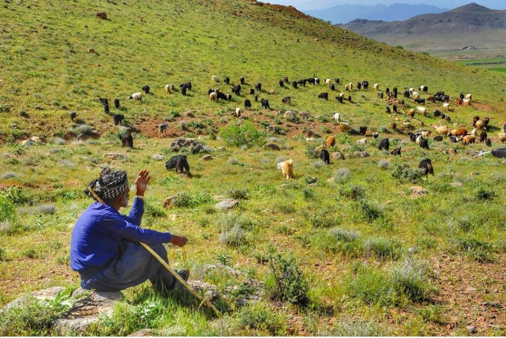 زاگرس؛ خاستگاه ۹هزارساله لبنیات ایرانیان