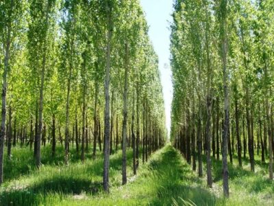 سالانه ۵ میلیارد تومان زراعت چوب در آبدانان انجام می شود