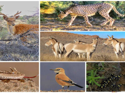 سیستم پایش بیماریهای حیاتوحش برای نخستین بار در تهران راهاندازی شد