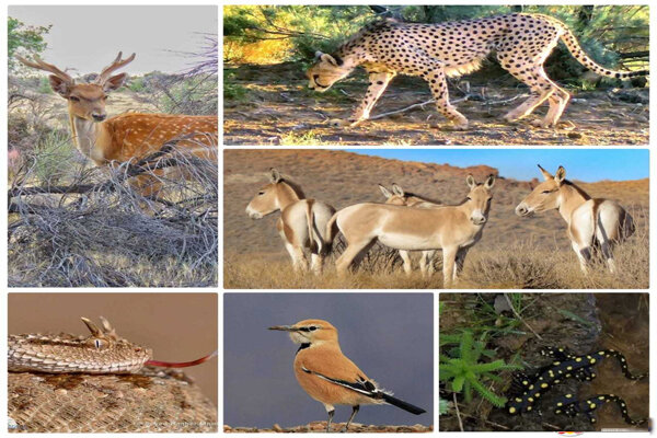 سیستم پایش بیماریهای حیاتوحش برای نخستین بار در تهران راهاندازی شد