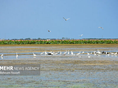 صدور سند ۱۶ تالاب به نام دولت