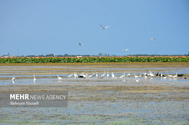 صدور سند ۱۶ تالاب به نام دولت