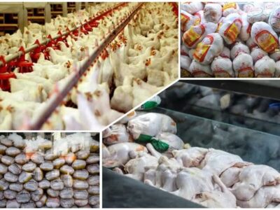 مدیریت عرضه، کلید آرامش بازار مرغ در فارس است