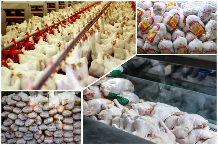 مدیریت عرضه، کلید آرامش بازار مرغ در فارس است