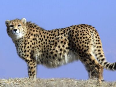 مشاهده یک قلاده یوز در روستاهای اطراف داورزن خراسان رضوی