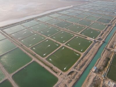 معاون وزیر کشور: توسعه آبزی‌پروری در استان بوشهر دنبال می‌شود