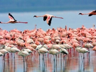 مهاجرت فلامینگوها به سواحل مکران؛ فرصتی برای توسعه گردشگری