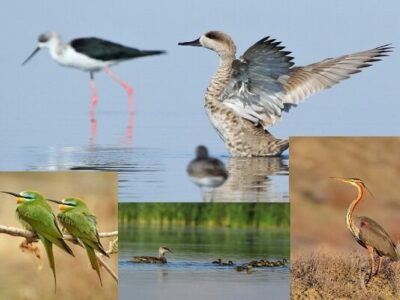 هدیه زمستان به آذربایجان غربی؛ تالابهای اقماری دریاچه ارومیه جان گرفت