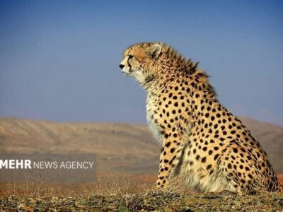 پایان ماه‌ها نگرانی؛ «فراز» یوزپلنگ آسیایی دوباره در توران رؤیت شد