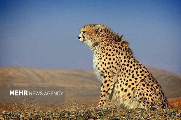 پایان ماهها نگرانی؛ «فراز» یوزپلنگ آسیایی دوباره در توران رؤیت شد