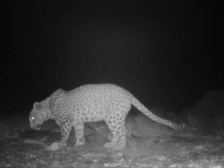 گشتوگذار پلنگ ایرانی در محدوده شهری شاهرود؛ پیامی از طبیعت بکر