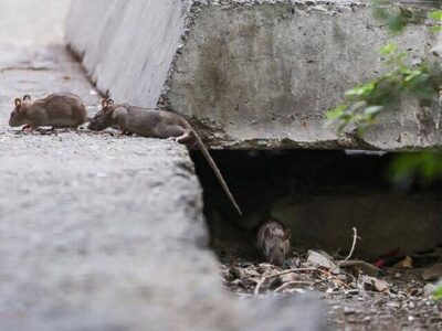 افزایش جمعیت موش‌ها در تهران؛ راهکار محیط زیست چیست؟