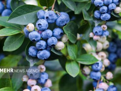 برداشت ۱.۵ تن بلوبری از باغات نور