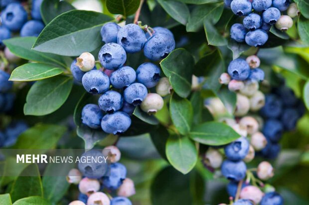 برداشت ۱.۵ تن بلوبری از باغات نور