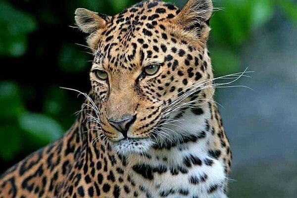 تلف شدن پلنگ ایرانی در برخورد با قطار در فیروزکوه