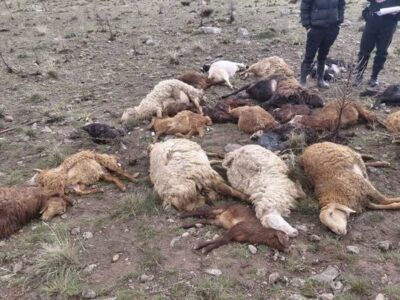 تلف شدن ۲۵ راس احشام و مصدومیت چوپان براثر برخورد صاعقه در مشگین شهر