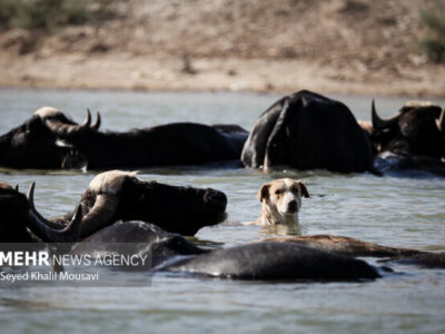 توسعه صنعت گاومیش‌داری در میانکاله نیازمند حمایت است
