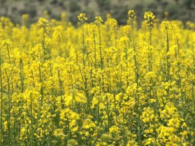 توسعه کشت کلزا در میامی با ۳۰۰هکتار؛ پیش‌بینی برداشت ۷۰۰تن دانه روغنی