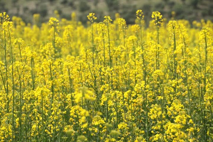 توسعه کشت کلزا در میامی با ۳۰۰هکتار؛ پیش‌بینی برداشت ۷۰۰تن دانه روغنی