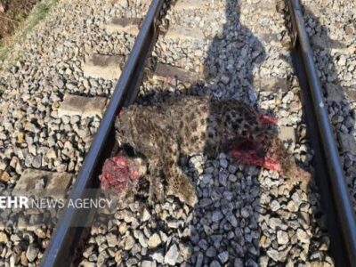 جزئیات برخورد قطار با پلنگ ایرانی در فیروزکوه تشریح شد/انتقال لاشه