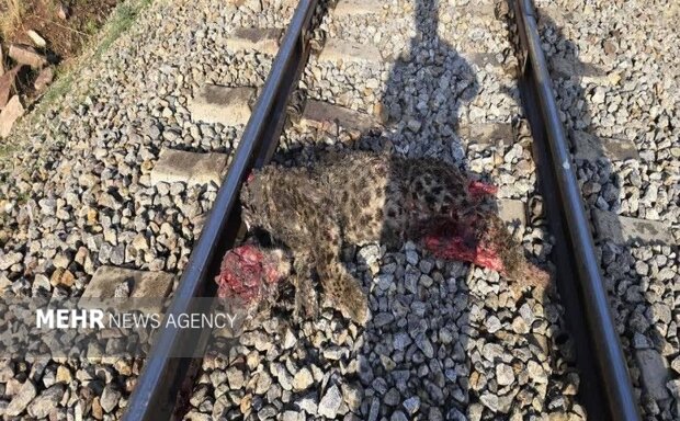جزئیات برخورد قطار با پلنگ ایرانی در فیروزکوه تشریح شد/انتقال لاشه