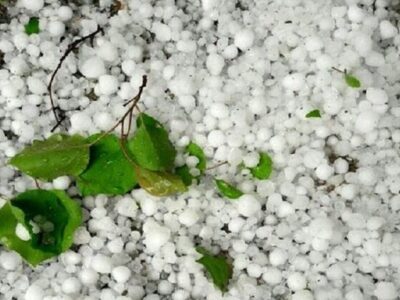 خزایی: خسارت تگرگ به اراضی کشاورزی ۶ روستای کنگاور در دست بررسی است
