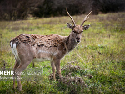 خسارات محیط‌ زیستی «جنگ رمضان» اعلام شد
