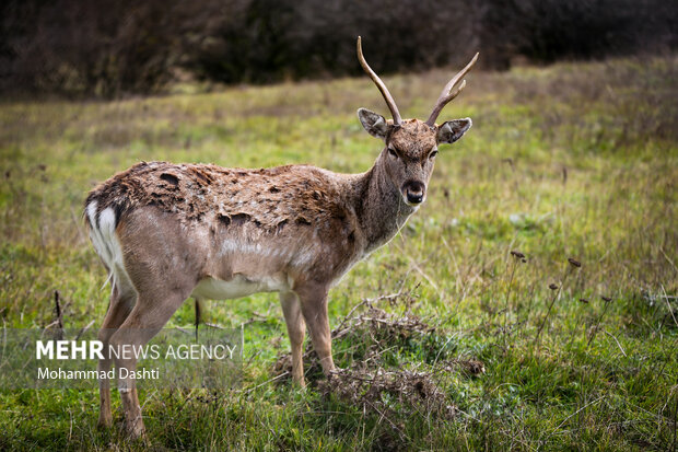 خسارات محیط‌ زیستی «جنگ رمضان» اعلام شد