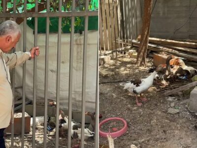 دستور اخراج «پرندگان» در قدس؛ روایتی از فشار صهیونیست‌ها بر فلسطینی‌ها