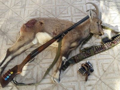 دستگیری ۴ شکارچی غیرمجاز در پارک ملی توران؛ لاشه قوچ وحشی کشف شد