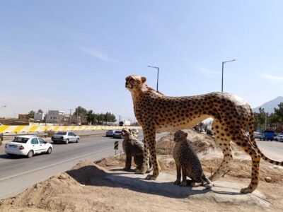 روزهای پرتردد سفر و مراقبت از یوزپلنگ در قلب کریدور عباس‌آباد – میامی